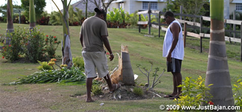 David Summerbel Palm Tree Attack